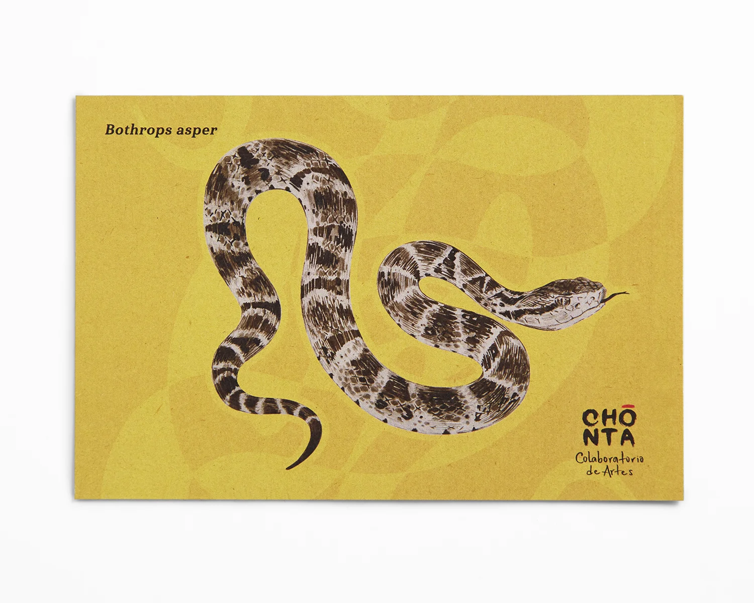 Postal Mapaná Bothrops asper serpiente Colombia